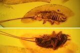mm Fossil Cockroach (Blattoidea) In Baltic Amber - Rare! #123396-1